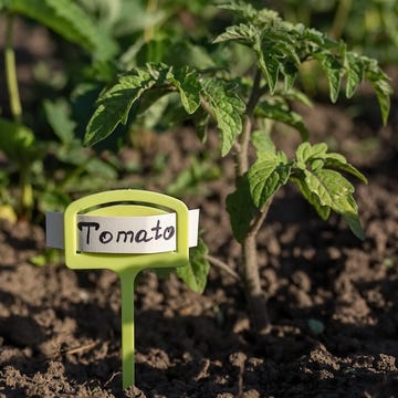 are you planting tomatoes too early