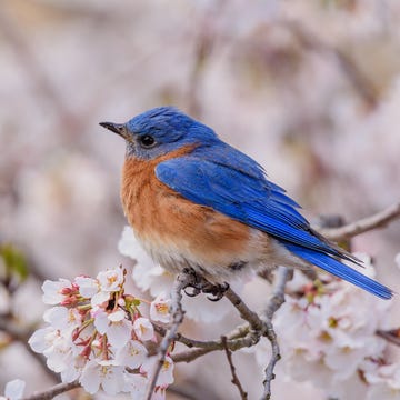 how to attract bluebirds to your yard